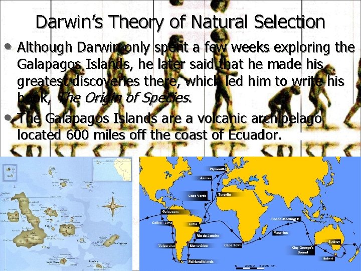 Darwin’s Theory of Natural Selection • Although Darwin only spent a few weeks exploring
