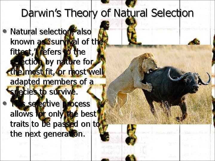 Darwin’s Theory of Natural Selection • Natural selection, also • known as “survival of