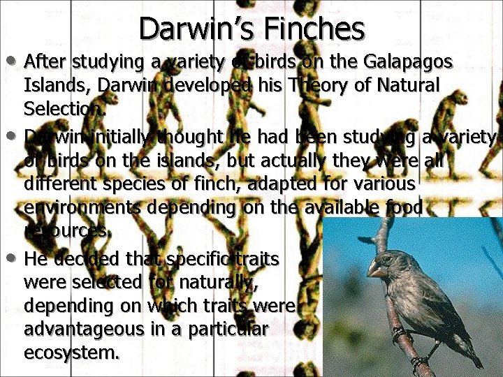 Darwin’s Finches • After studying a variety of birds on the Galapagos • •