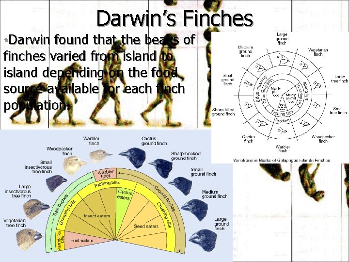 Darwin’s Finches • Darwin found that the beaks of finches varied from island to