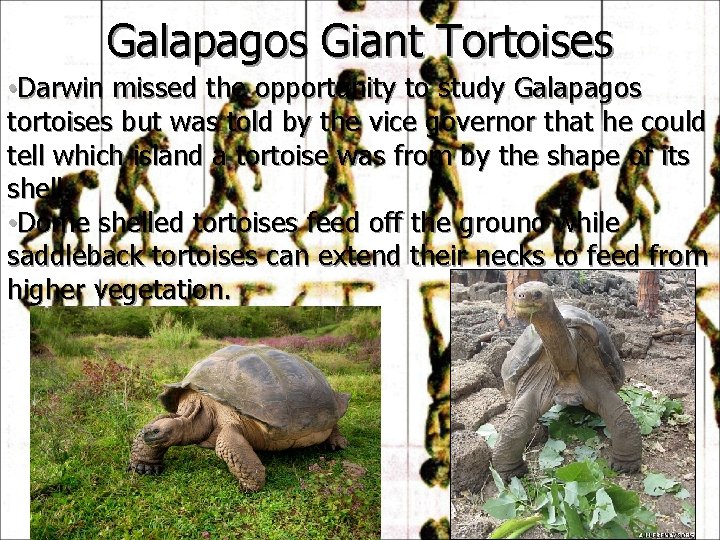 Galapagos Giant Tortoises • Darwin missed the opportunity to study Galapagos tortoises but was