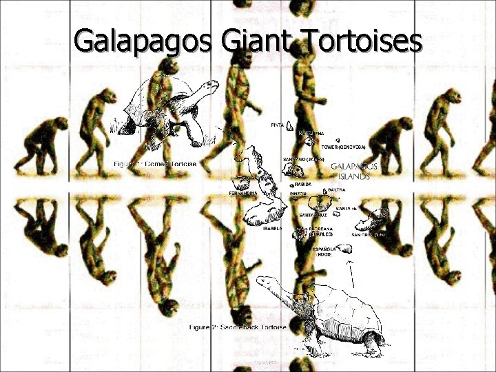Galapagos Giant Tortoises 