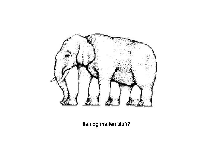 Ile nóg ma ten słoń? 