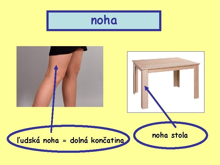 noha ľudská noha = dolná končatina noha stola 
