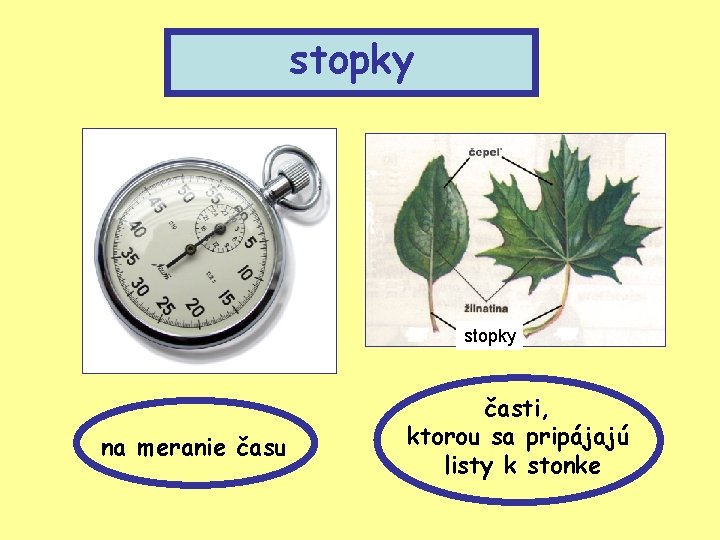 stopky na meranie času časti, ktorou sa pripájajú listy k stonke 