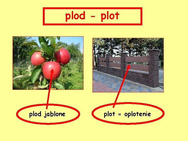 plod - plot plod jablone plot = oplotenie 