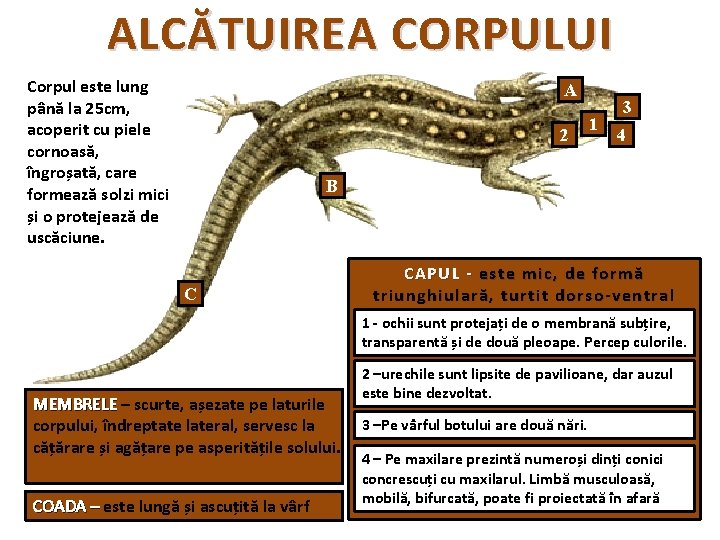 ALCĂTUIREA CORPULUI Corpul este lung până la 25 cm, acoperit cu piele cornoasă, îngroșată,