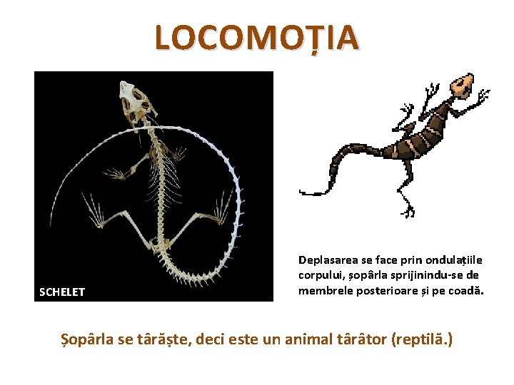 LOCOMOȚIA SCHELET Deplasarea se face prin ondulațiile corpului, șopârla sprijinindu-se de membrele posterioare și