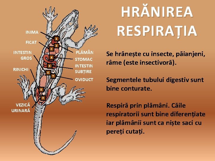 HRĂNIREA RESPIRAȚIA INIMA 1 FICAT 3 2 INTESTIN GROS 4 5 RINICHI 6 7