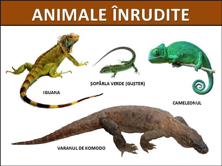 ANIMALE ÎNRUDITE ȘOP RLA VERDE (GUȘTER) IGUANA CAMELEONUL VARANUL DE KOMODO 