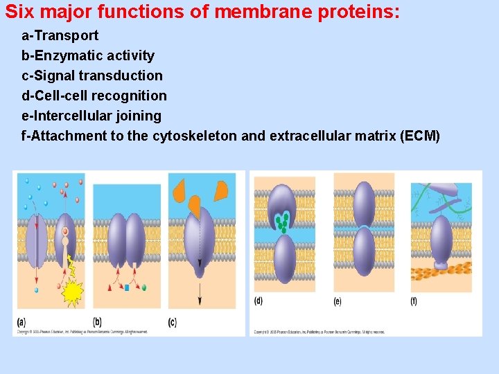 Six major functions of membrane proteins: a-Transport b-Enzymatic activity c-Signal transduction d-Cell-cell recognition e-Intercellular