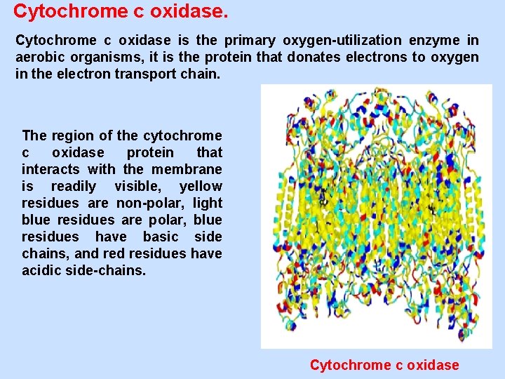 Cytochrome c oxidase is the primary oxygen-utilization enzyme in aerobic organisms, it is the