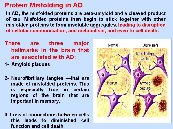 Protein Misfolding in AD In AD, the misfolded proteins are beta-amyloid and a cleaved