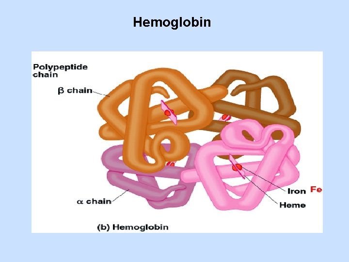 Hemoglobin 