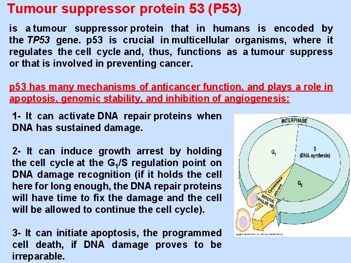 Tumour suppressor protein 53 (P 53) is a tumour suppressor protein that in humans
