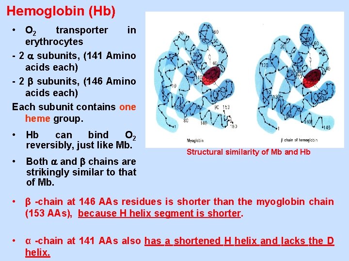 Hemoglobin (Hb) • O 2 transporter in erythrocytes - 2 subunits, (141 Amino acids