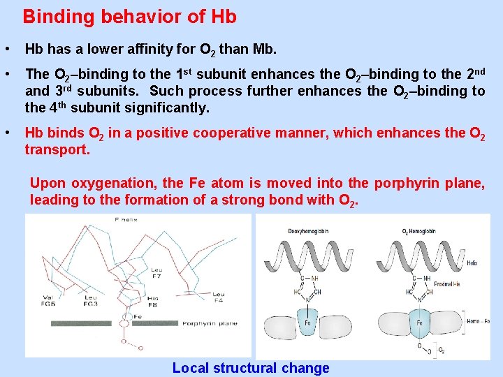Binding behavior of Hb • Hb has a lower affinity for O 2 than