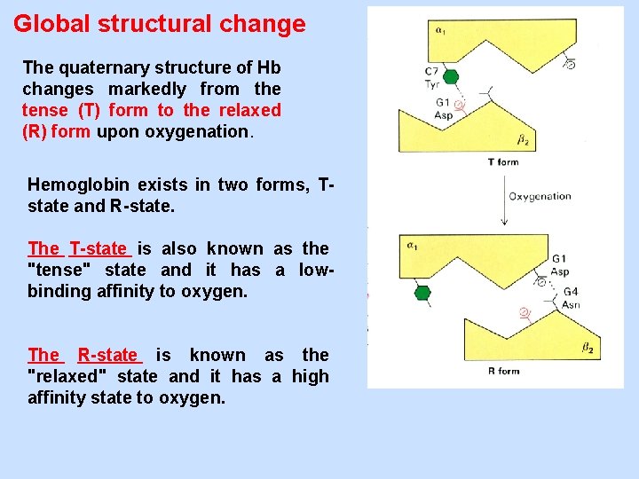 Global structural change The quaternary structure of Hb changes markedly from the tense (T)
