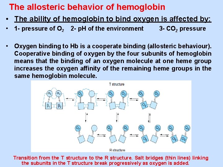 The allosteric behavior of hemoglobin • The ability of hemoglobin to bind oxygen is