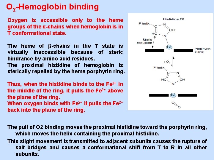 O 2 -Hemoglobin binding Oxygen is accessible only to the heme groups of the