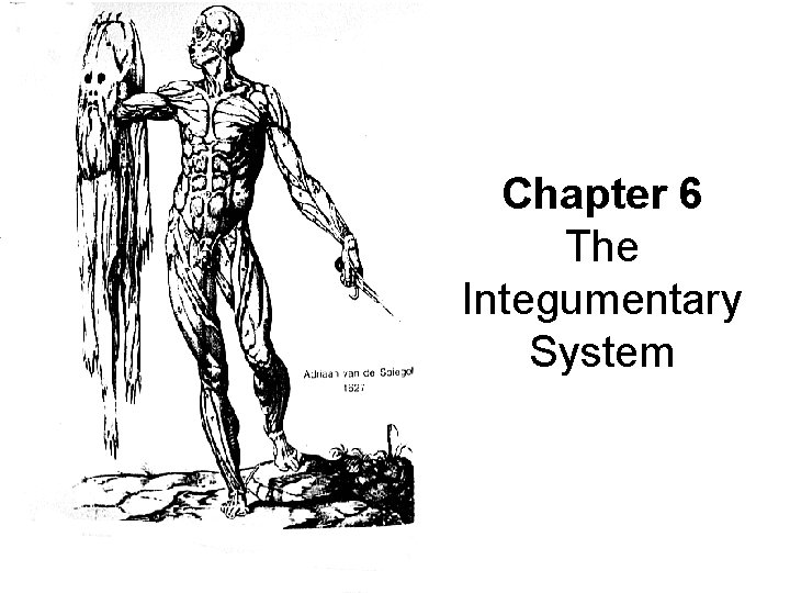 Chapter 6 The Integumentary System 