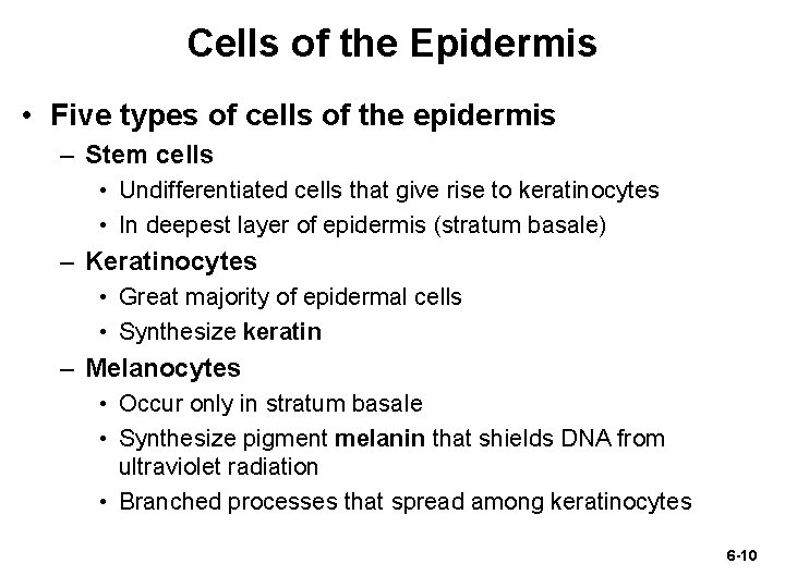 Cells of the Epidermis • Five types of cells of the epidermis – Stem