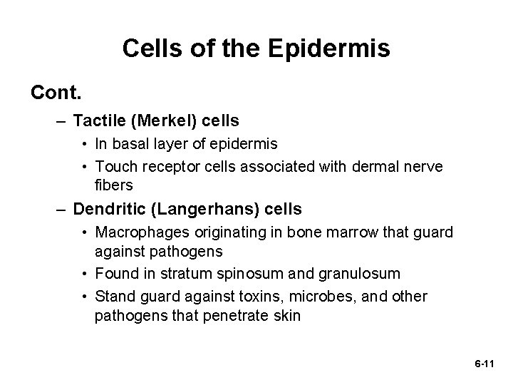 Cells of the Epidermis Cont. – Tactile (Merkel) cells • In basal layer of