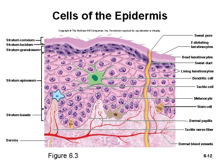 Cells of the Epidermis Copyright © The Mc. Graw-Hill Companies, Inc. Permission required for