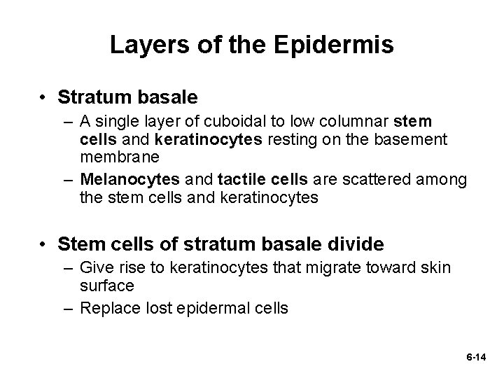 Layers of the Epidermis • Stratum basale – A single layer of cuboidal to