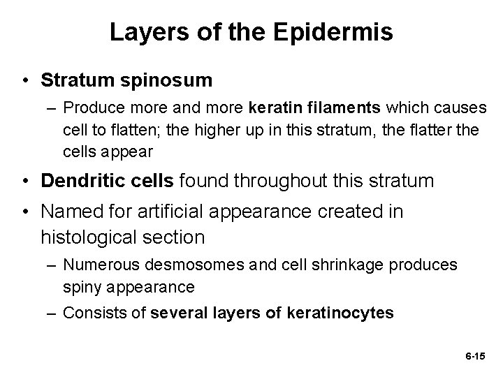 Layers of the Epidermis • Stratum spinosum – Produce more and more keratin filaments
