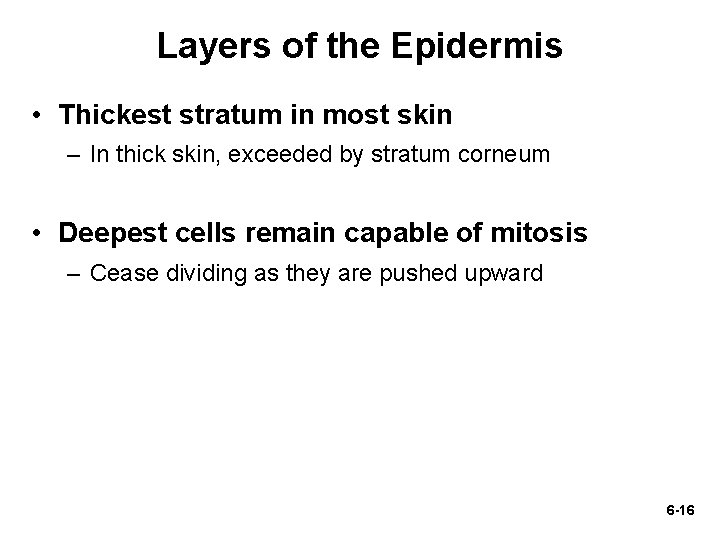 Layers of the Epidermis • Thickest stratum in most skin – In thick skin,