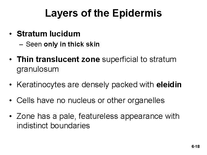 Layers of the Epidermis • Stratum lucidum – Seen only in thick skin •