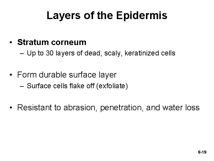 Layers of the Epidermis • Stratum corneum – Up to 30 layers of dead,