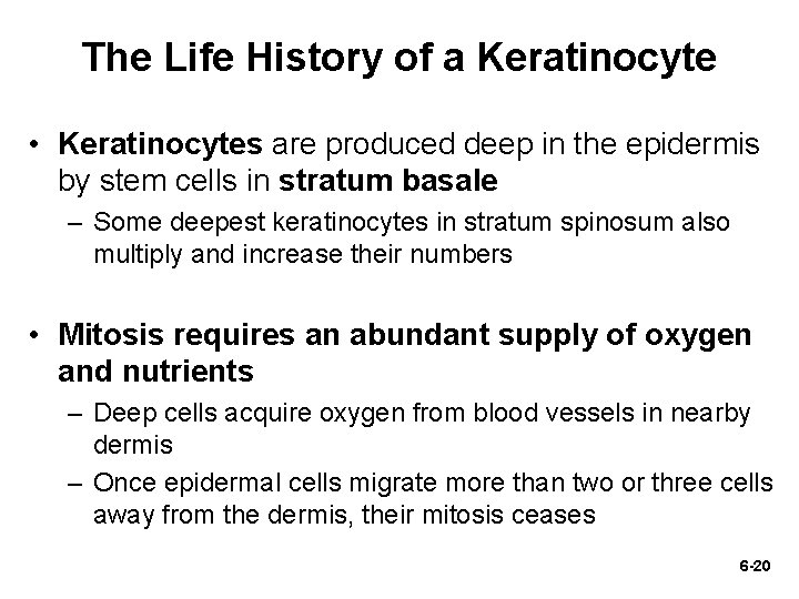 The Life History of a Keratinocyte • Keratinocytes are produced deep in the epidermis