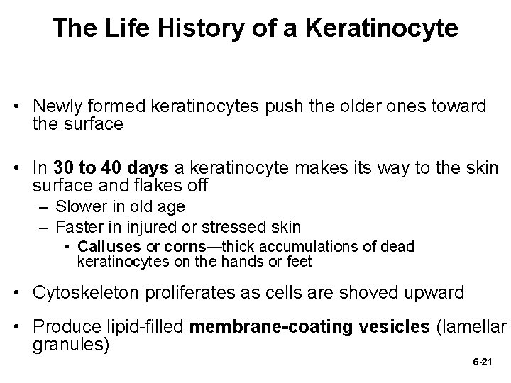 The Life History of a Keratinocyte • Newly formed keratinocytes push the older ones