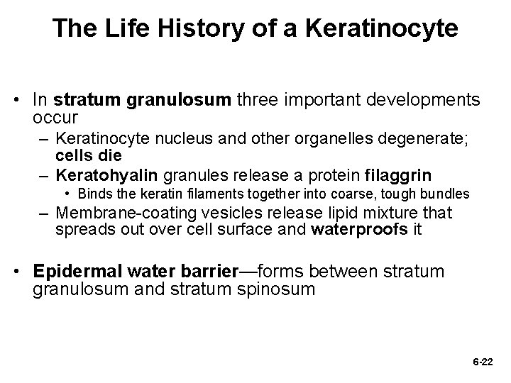 The Life History of a Keratinocyte • In stratum granulosum three important developments occur