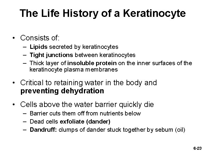 The Life History of a Keratinocyte • Consists of: – Lipids secreted by keratinocytes