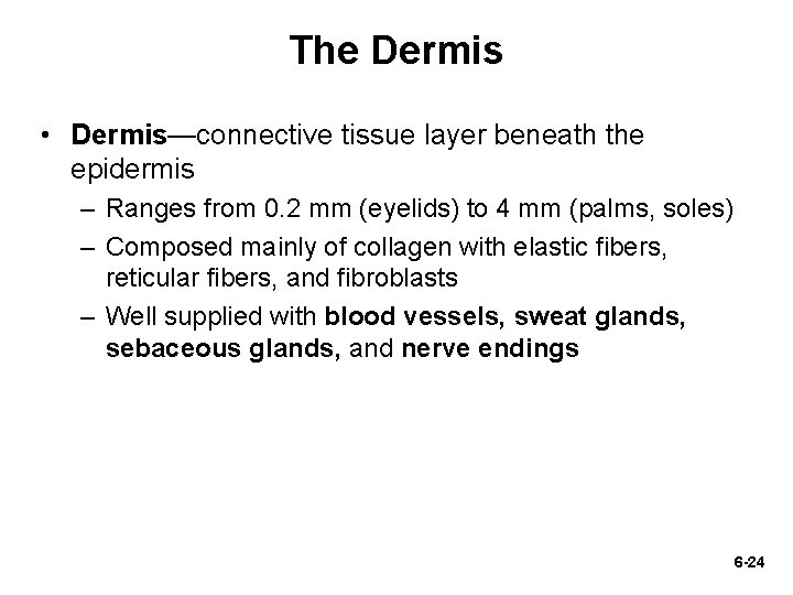 The Dermis • Dermis—connective tissue layer beneath the epidermis – Ranges from 0. 2