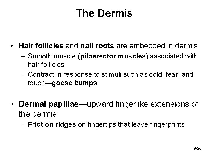 The Dermis • Hair follicles and nail roots are embedded in dermis – Smooth