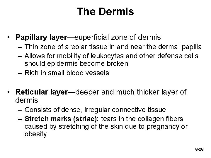 The Dermis • Papillary layer—superficial zone of dermis – Thin zone of areolar tissue