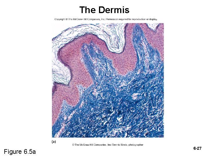 The Dermis Copyright © The Mc. Graw-Hill Companies, Inc. Permission required for reproduction or