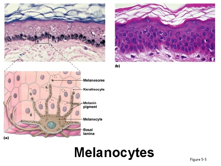 Melanocytes Figure 5– 5 
