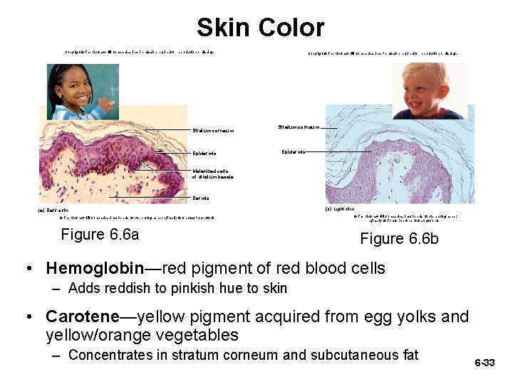 Skin Color Copyright © The Mc. Graw-Hill Companies, Inc. Permission required for reproduction or