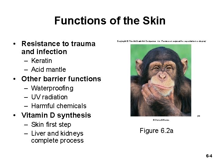 Functions of the Skin • Resistance to trauma and infection Copyright © The Mc.