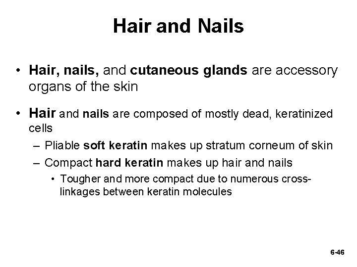 Hair and Nails • Hair, nails, and cutaneous glands are accessory organs of the