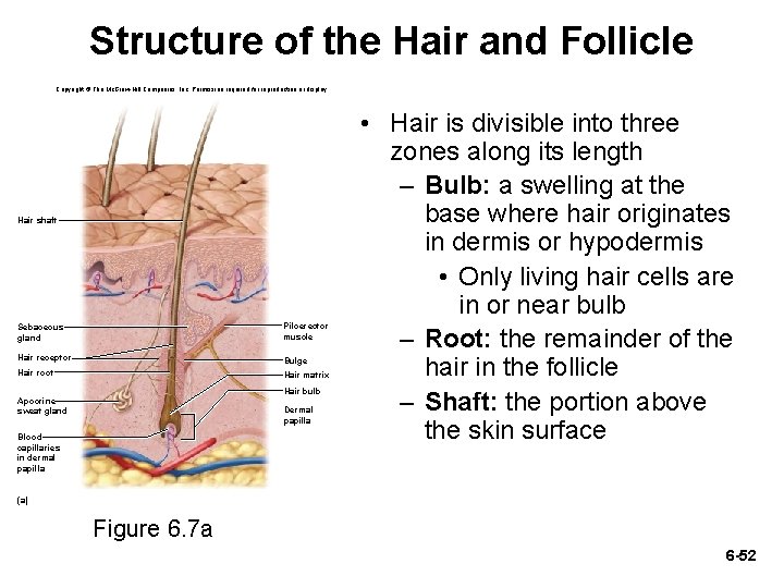 Structure of the Hair and Follicle Copyright © The Mc. Graw-Hill Companies, Inc. Permission