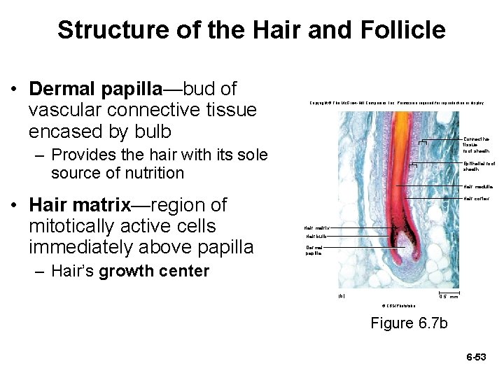 Structure of the Hair and Follicle • Dermal papilla—bud of vascular connective tissue encased