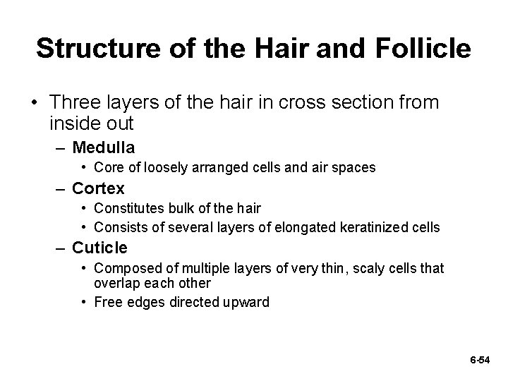 Structure of the Hair and Follicle • Three layers of the hair in cross
