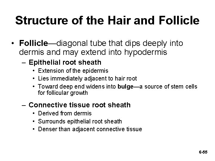 Structure of the Hair and Follicle • Follicle—diagonal tube that dips deeply into dermis