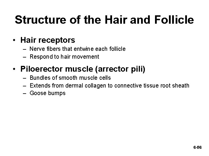 Structure of the Hair and Follicle • Hair receptors – Nerve fibers that entwine